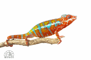 Camaleonte