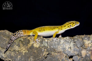 Geco Leopardino
