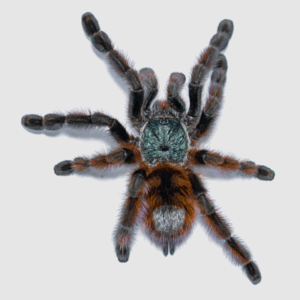 Tarantola