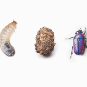 Uova Scarabeo