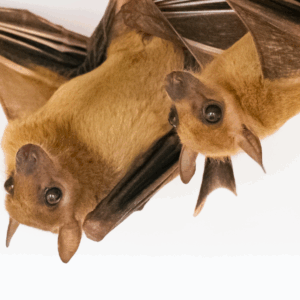 Pipistrelli della Frutta