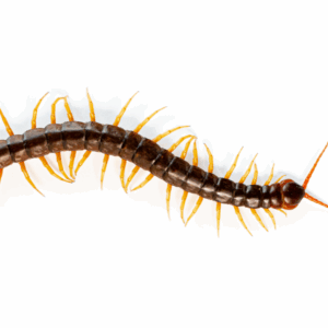 Scolopendra