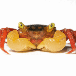 Granchio Giallo