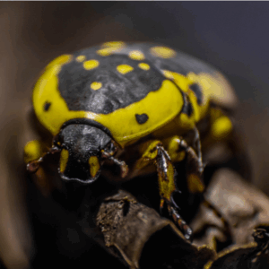Scarabeo Giallo Nero