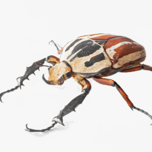 Scarabeo