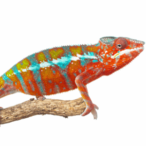 Camaleonte del Madagascar o Camaleonte Pantera