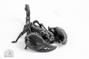 Scorpione